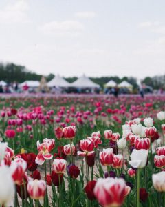 flowers on flowerbed